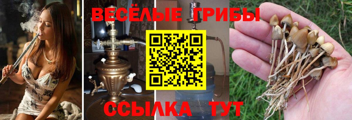 Галлюциногенные грибы Cubensis Можга